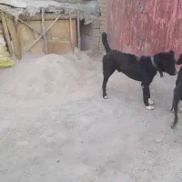 سگ گم شده