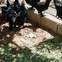 ۱۰ عدد مرغ و خروس مرندی