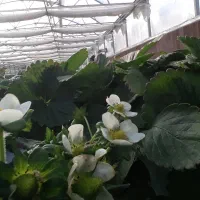 استخدام سرویس برای خانم ها