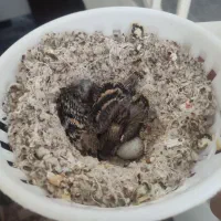 پرنده