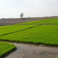 سبد نشا