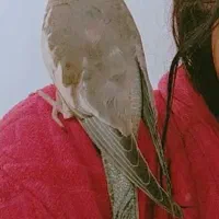 عروس هلندی گمشده