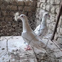 هفرنگ خطی