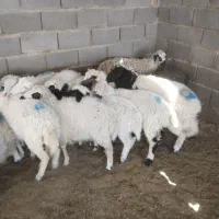بره نر