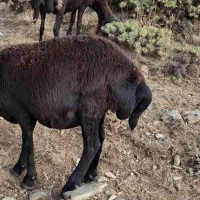 یک راس گوسفند(ماده) چاق برای قربونی کردن