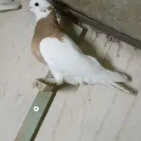 کبوتر بزن طوقی زرد