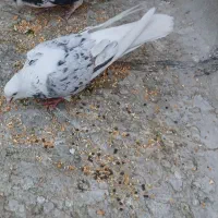 کفتر،کبوتر،جفت