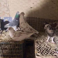 کبوتر تهرانی ودورح