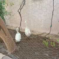 یک قوغاز یک اردک