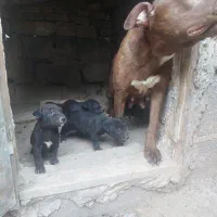 واگذاری سگ پیتبول اصل