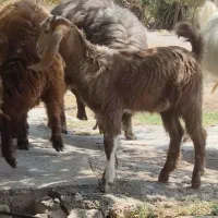 کهره نر