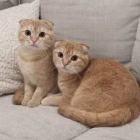 گربه اسکاتیش