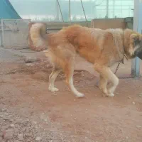 واگذاری یک قلاده سگ سرابی نر جوان