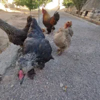 مرغ خروس برهما