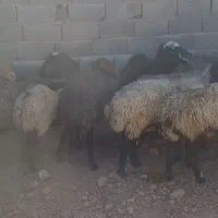 تعداد۸عددمیش بفروش میرسد