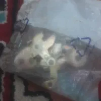 قفل کاپوت پژو
