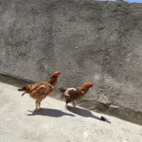 خروس لاری و مرغ لاری