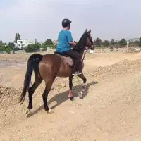 مادیان مادیون شناسنامه دار