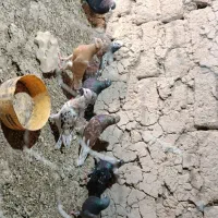 فروش کفتر سرور خش رنگ
