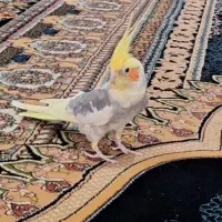 عروس هلندی
