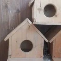 لانه چوبی طوطی عروس هلندی