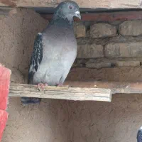 کبوتر|پرنده|آباده, |دیوار