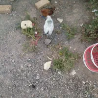جوجه