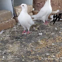 کفتر