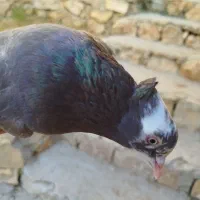 کبوتر|پرنده|جوانرود, |دیوار