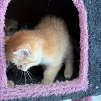 فروش گربه چینچیلا گلد نژاد طلایی