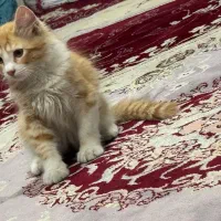 واگذاری آقا پرتقال