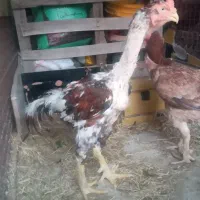 مرغ وخروس لاری