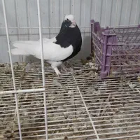 فروش جفت طوق سیاه