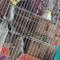 عروس هلندی نر