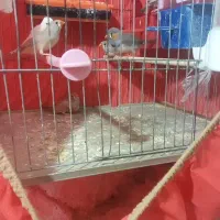 فروش فنج