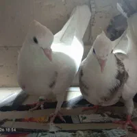 کبوتر|پرنده|گرگان, |دیوار