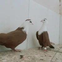 ۳جفت کفتر