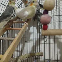 عروس هلندی