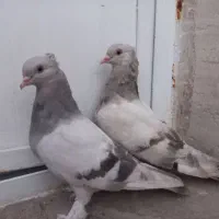 کبوتر