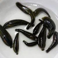 فروش زالوی طبی پرورشی تکی و عمده دارای مجوز