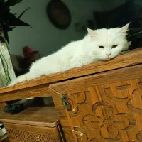 واگذاری گربه ای پرشین