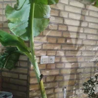 درخت موز|گل و گیاه طبیعی|سمنان, |دیوار