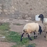 بره|حیوانات مزرعه|مهران (هرمزگان), |دیوار