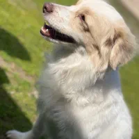 سگ خارجی شیتزو لوس