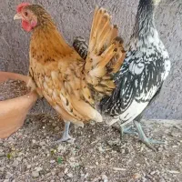 مرغ و خروس چاپنیز