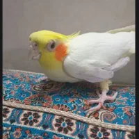 عروس هلندی