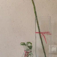 بامبو با گلدان شیشه ای نو