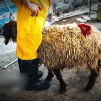 گوسفندزنده بره نر قلم ابی تضمینی بشرط خونی