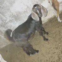 کهره نره...vvlkaa