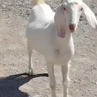 گیسه‌ ابستن‌ دو‌ ماه